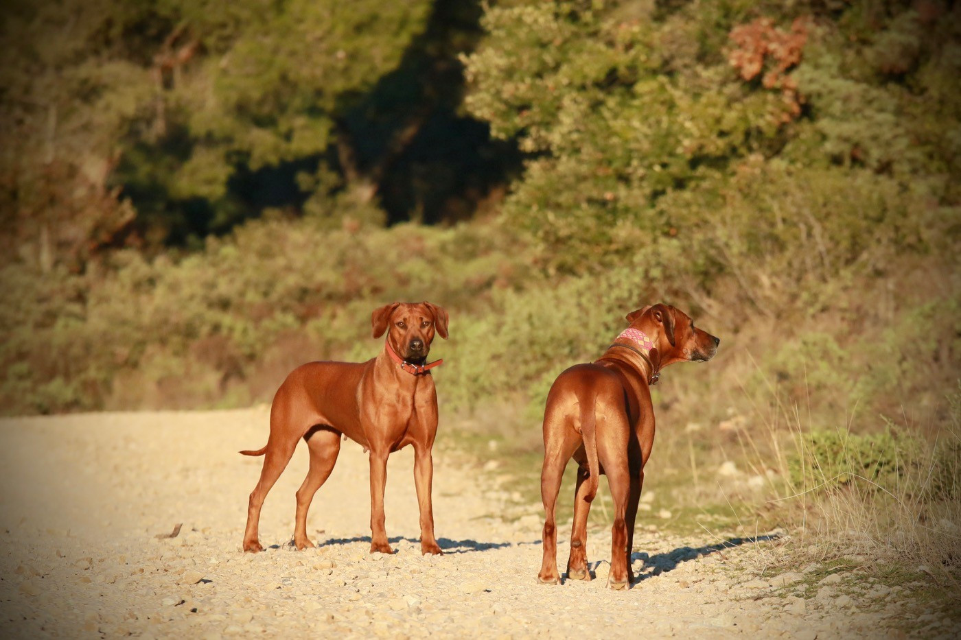 Pretoria de la noche toledana