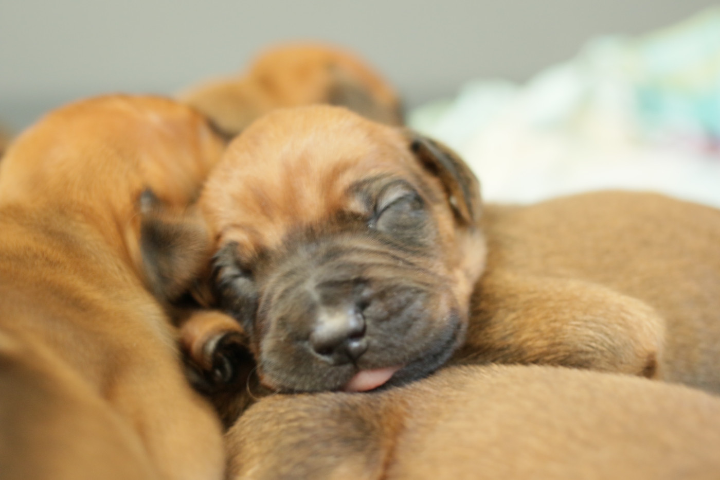 De vianini - Rhodesian Ridgeback - Portée née le 19/03/2026